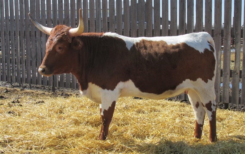 Image #3 (4 Commercial Bred Heifers )